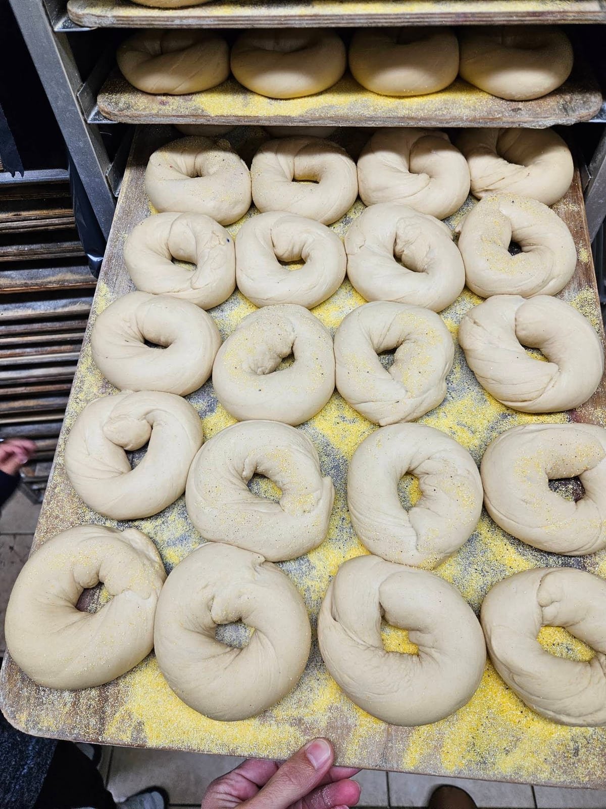 Hand-rolled bagel dough arranged on bakery trays